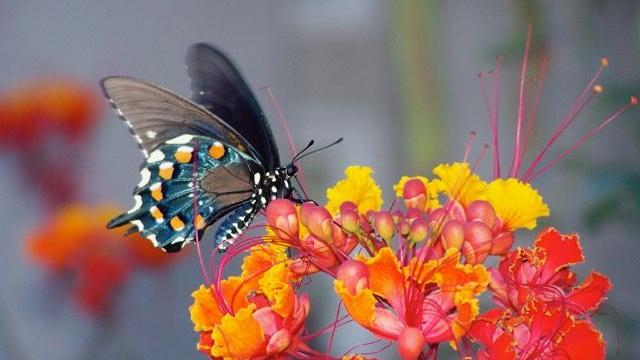 Readers' beautiful butterflies